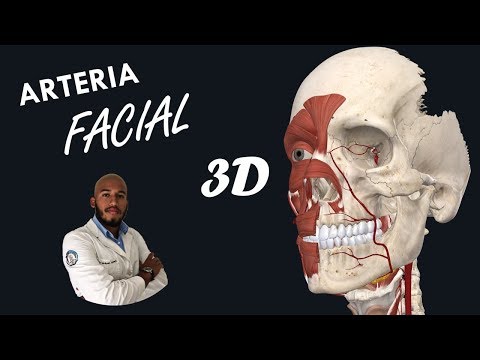 Anatomía - Arteria Facial en 3D (Origen, Trayecto, Ramas y Relaciones)