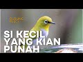 Mengenal Lebih Dekat Pleci Dakun: Burung Kecil dengan Suara Merdu dan Aura Mistis