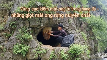 Kiếm mật ong rừng trong hang đá những giọt mật ong nguyên chất - Get honey in the cave :  laumivanh 