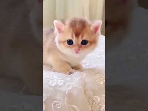 Funniest Videos 2023 😂 Funny Cats 🐱 #cute #cat #short #270