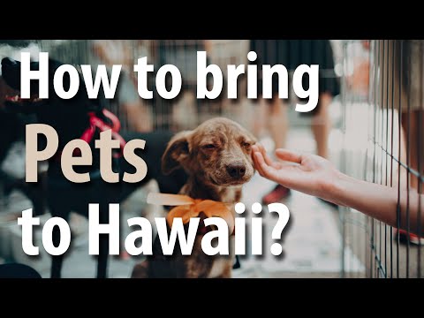 Video: Hawaiian Dream Vacation-with Your Dog!