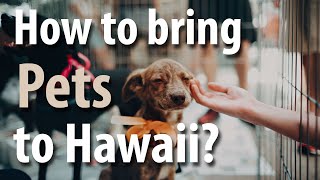 Bringing pets to Hawaii overview