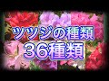 【植物編】金沢市彦三緑地に咲く花！ツツジを36種類ご紹介させて頂きます。【Green Lovers通信】