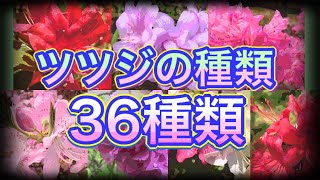 【植物編】金沢市彦三緑地に咲く花！ツツジを36種類ご紹介させて頂きます。【Green Lovers通信】