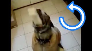 Dog eats Bean Burrito in 1 second but it’s reversed