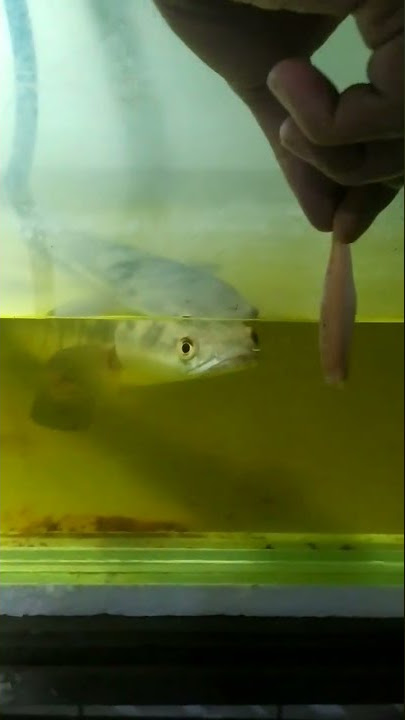 Snakehead fish aquarium