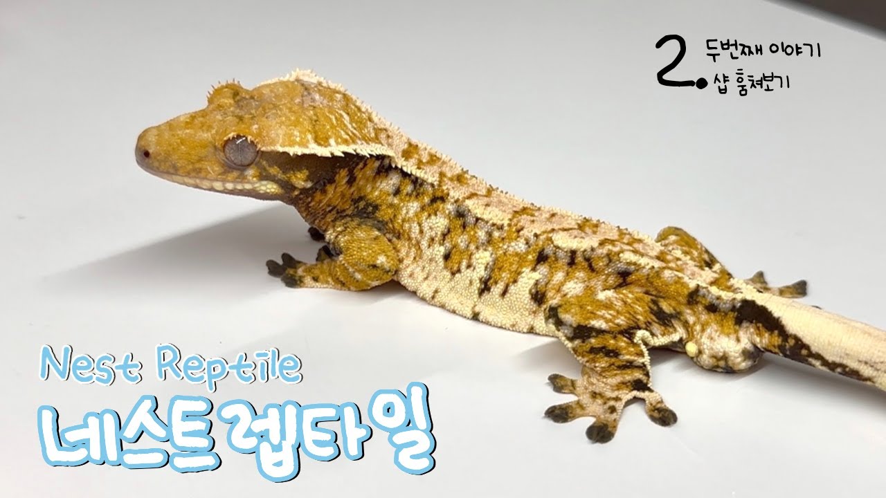 네사장 : 모든 트라이 취향을 다 커버해 버리겠다