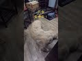 生理中の大型犬！ #shorts