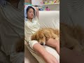 大好きな娘から絶対に離れたくない大型犬クッキー#ゴールデンレトリバー #shorts＃箱入りクッキーはゴールデンレトリバー#goldenretriever