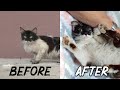 The BEST Cat Rescue - Before/Scared and After/Loving