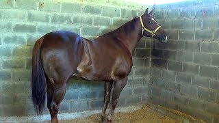 CARRERAS DE CABALLOS **EL COYOTE VS EL SEMENTAL**