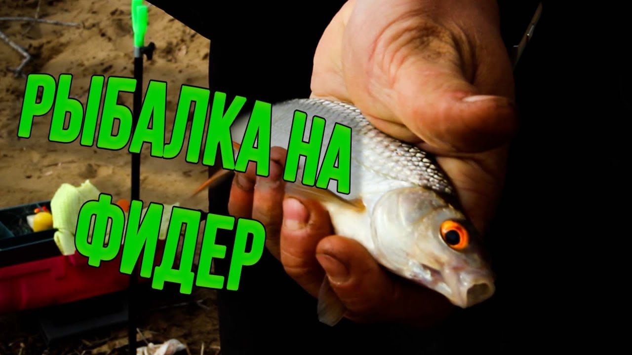 Фидер на волге