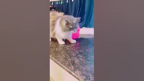 Watch the video about Persian calico colour female 11 month age tripal coated hair