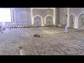 أفراح الشمري 