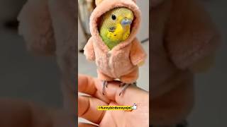 Parrot That Acts Like a Drama Queen 😱🦜 | Funny Clip #170 #funny #shorts #birds #pets