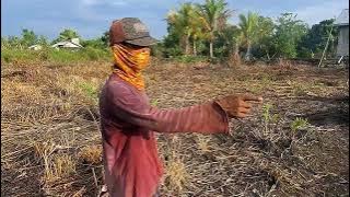 MASAALOH GULUTAN MAS ROHMAT SUDAH SEBANYAK INI DAN RAPI TINGGSL TIDAKAN SELAJUTNYA 