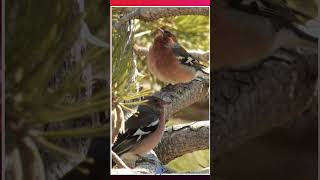 AR - Chaffinch