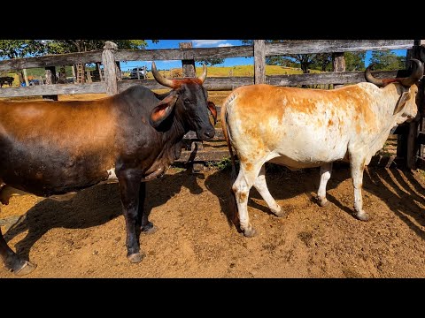 Spanish Cow, Goiatuba and BLESSED in the maternity ward?