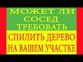 Может ли сосед требовать спилить дерево на вашем участке