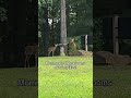This made our day! Momma & her twins! #whitetail #fawn #doe #indiana #Outdoors
