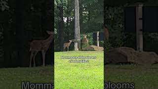 This made our day! Momma & her twins! #whitetail #fawn #doe #indiana #Outdoors