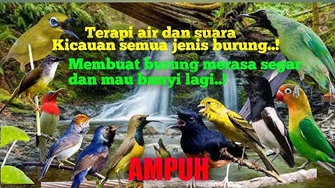TERAPI AIR UNTUK SEMUA JENIS BURUNG