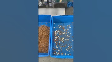 Almond sorting process removes damage, mold and foreign matter at the same time