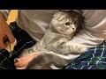 爪切りが怖くて、飼い主の腕にしがみついちゃった猫 cutting kitten's nails