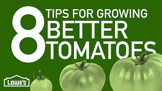 8 Tips For Growing Better Tomatoes | Gardening Basics w/ William Moss