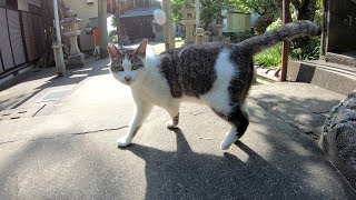 サバシロ猫が神社に行こうと誘ってきた
