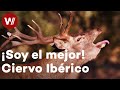 Los ciervos estn listos para la berrea  soy el mejor ciervo ibrico documental 2018