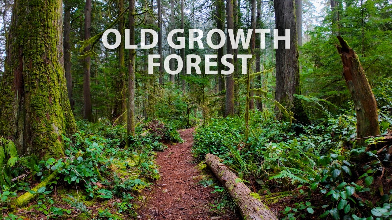 Relaxing Old Growth Forest Hike: Lighthouse Park & Cypress Falls, West Vancouver BC Canada