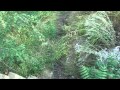 Поселок Белиджи - короткий видеоматериал