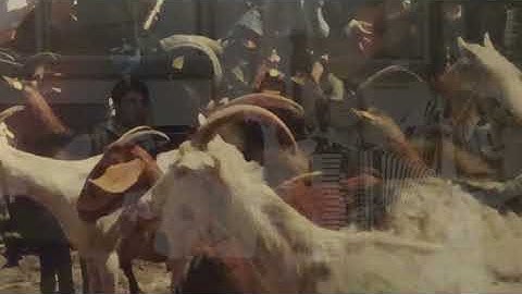 Joc de Doi speelt niet meer (2)