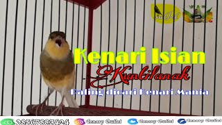 Kenari Isian - Kuntilanak- Paling dicari Kenari Mania || Hobby