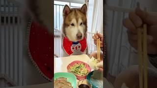 This dog refuses to eat until his food is fully prepared 😂 #shorts #funnydogs