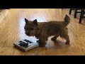 My dog tries a level 3 puzzle [Norwich Terrier Life]