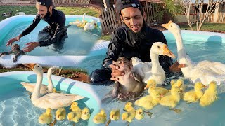 Aj Baby Ducks Ko Swimming Krwa Di  Or Jaggu Ko Bi