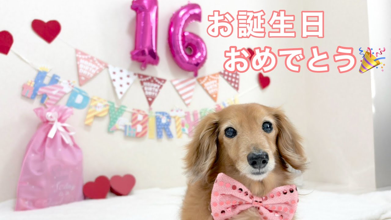 ダックスフンド】色んな苦難を乗り越え16歳のお誕生日を迎えることが
