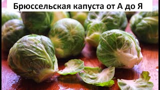 Брюссельская капуста от А до Я.