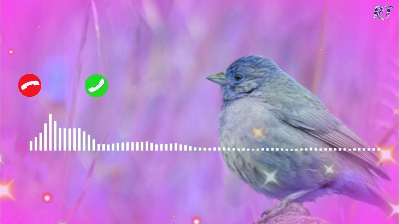 Bird Ringtone,Sweet Voice,Mobile Ringtone,Chidiya ki Awaaz,Pakshi