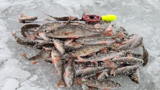 Ešerių žvejyba žiemą Рыбалка на окуня зимой Perch fishing in winter