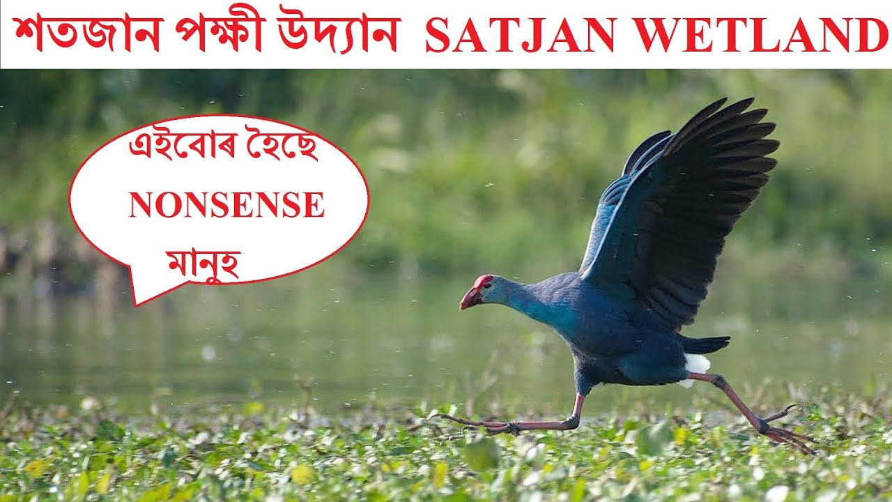 Satjan wetland || Birding vlog || শতজান