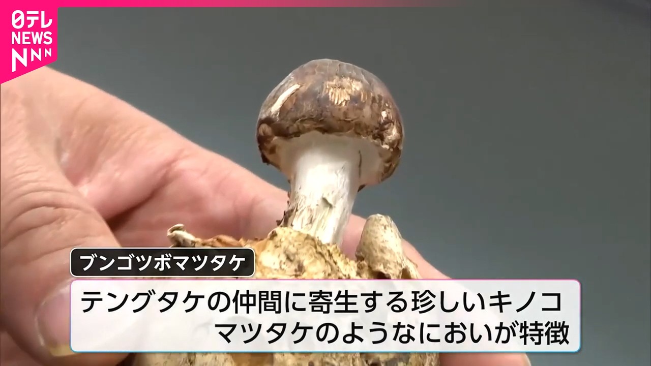 発見】国内4例目