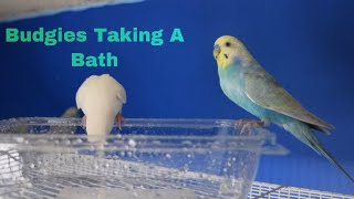 Budgies Taking A Bath