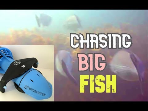 Chasing fish on a ride-on torpedo (Swimate Electric Sea -
