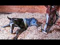 Orphaned Foal Adopted by Horse Who Lost Her Baby