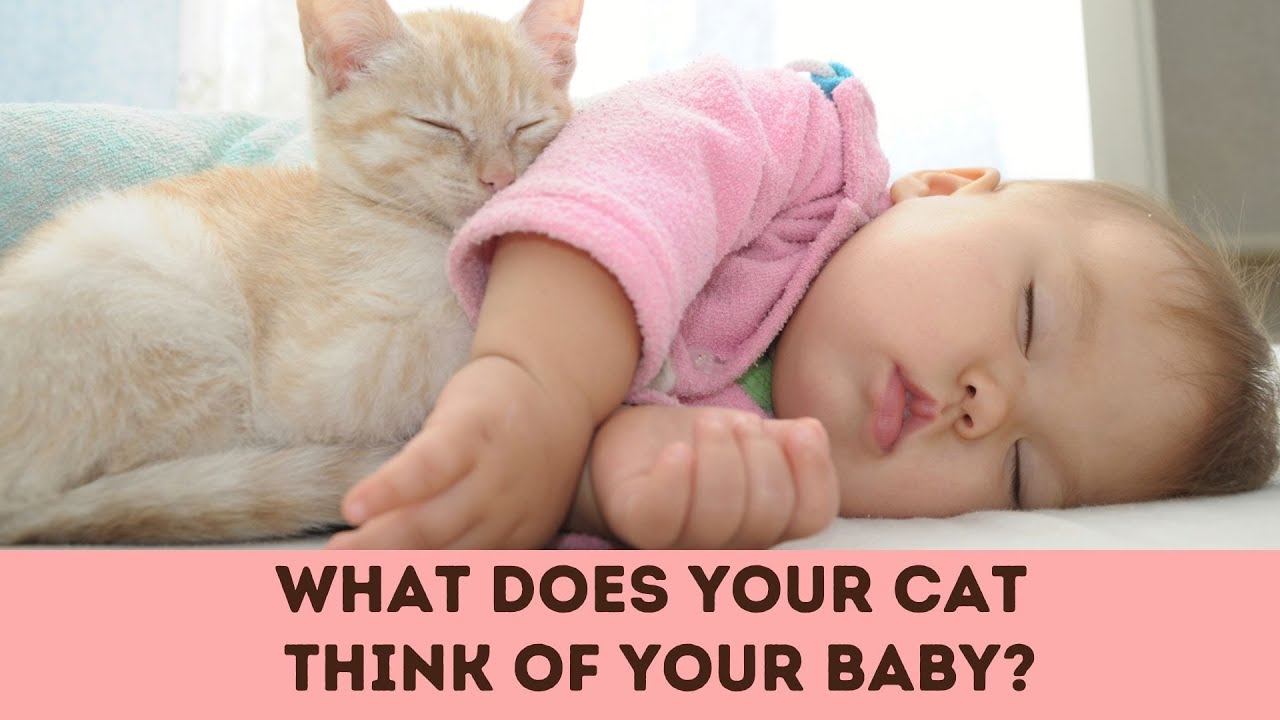 What Does Your Cat Think Of Your Baby? 