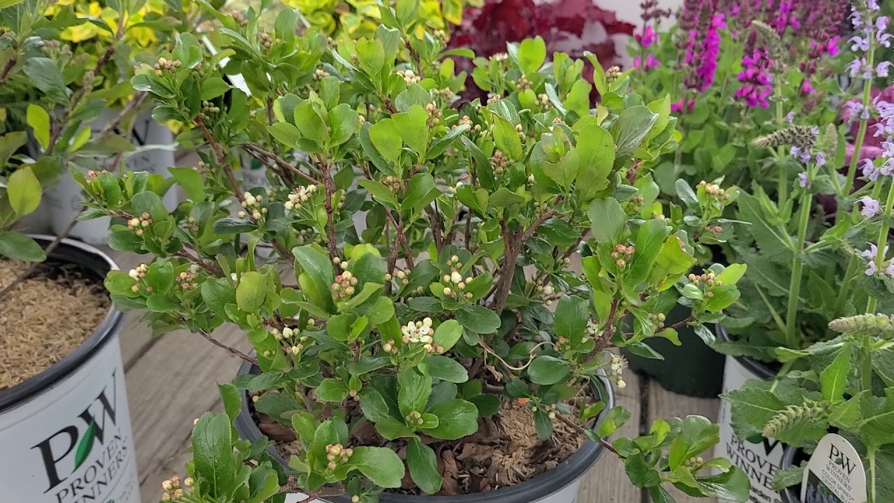 Low Scape Mound® & Low Scape Hedger® (Aronia melanocarpa) // New and Exciting from  Proven Winners®