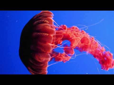12 BIGGEST Jellyfish